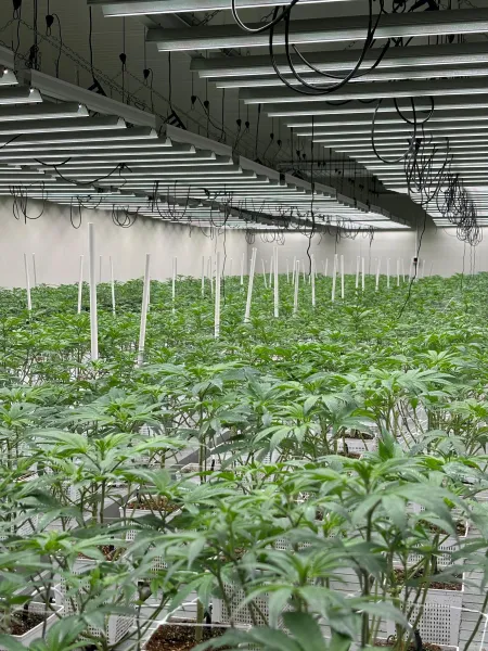 Royal Caviar CBD Indoor Premium – Small Buds 10g | Elegância e Qualidade em Cada Grama