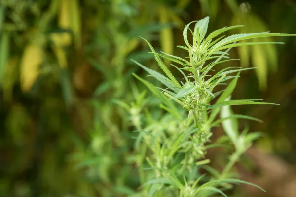 🌿 Pineapple Express CBD Greenhouse Premium | Tropical Bud