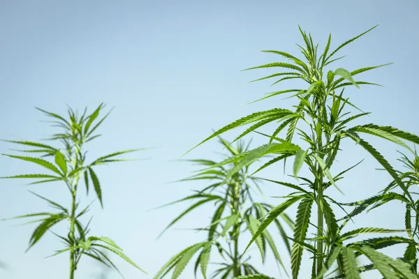 Jungle Cake CBD Greenhouse Premium | Tropical Bud