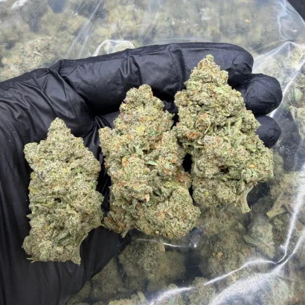 Flor de CBD - Watermelon Hidroponica