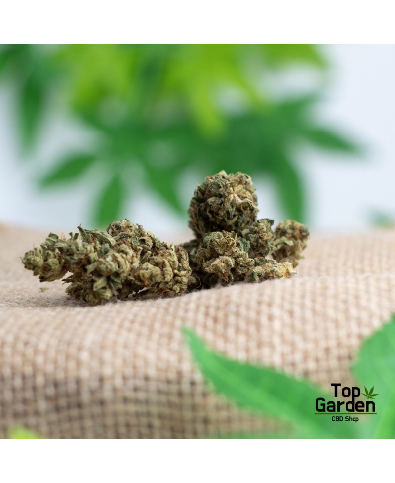 flor-de-cbd-blue-gelato-de-pata-verde-flor-de-canhamo Top Garden
