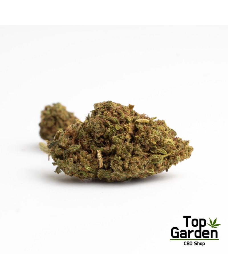 flor-de-cbd-carmagnola-de-pata-verde-flor-de-canhamo Top Garden