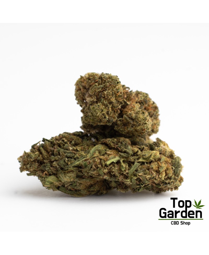 flor-de-cbd-orange-bud-de-pata-verde-flor-de-canhamo Top Garden