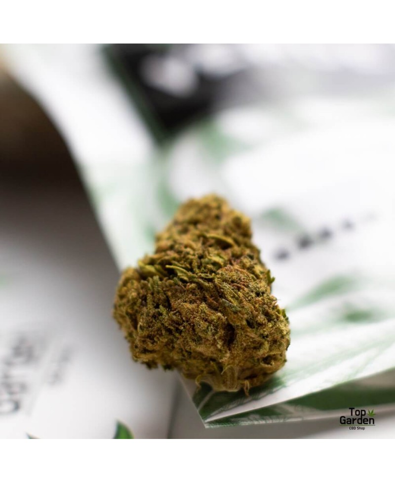 flor-de-cbd-og-kush-de-pata-verde-flor-de-canhamo Top Garden